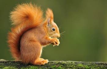 L'écureuil, ami de tous